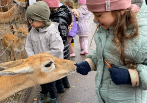 Dziewczynka karmi zwierzęta