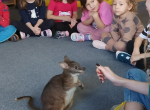 Spotkanie z kangurkiem.