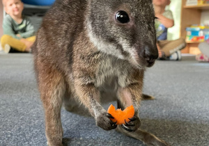 kangur Wally je marchewkę