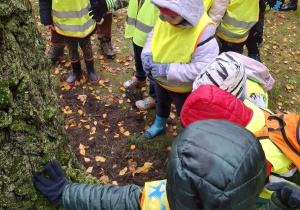Dzieci przyglądają się z bliska korze drzewa