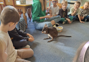 Dzieci słuchają ciekawostek o życiu kangurów