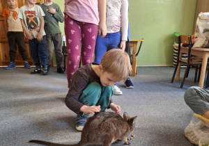 Chłopiec przygotowuje się do pogłaskania kangura