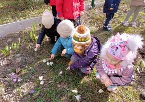 Dzieci podziwiają krokusy w ogrodzie przedszkolnym.